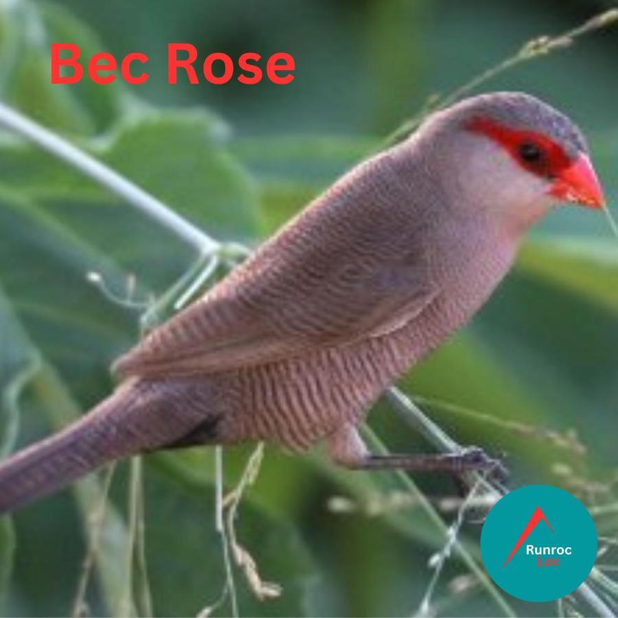 Bec Rose - Clim - Wi-Fi - Jardin Apartment Saint-Leu Bagian luar foto